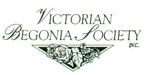 Begonias Victoria